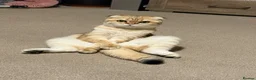 Mixed Breed cats for sale: 3 male kittens for sale  in Evesham - Advert 3