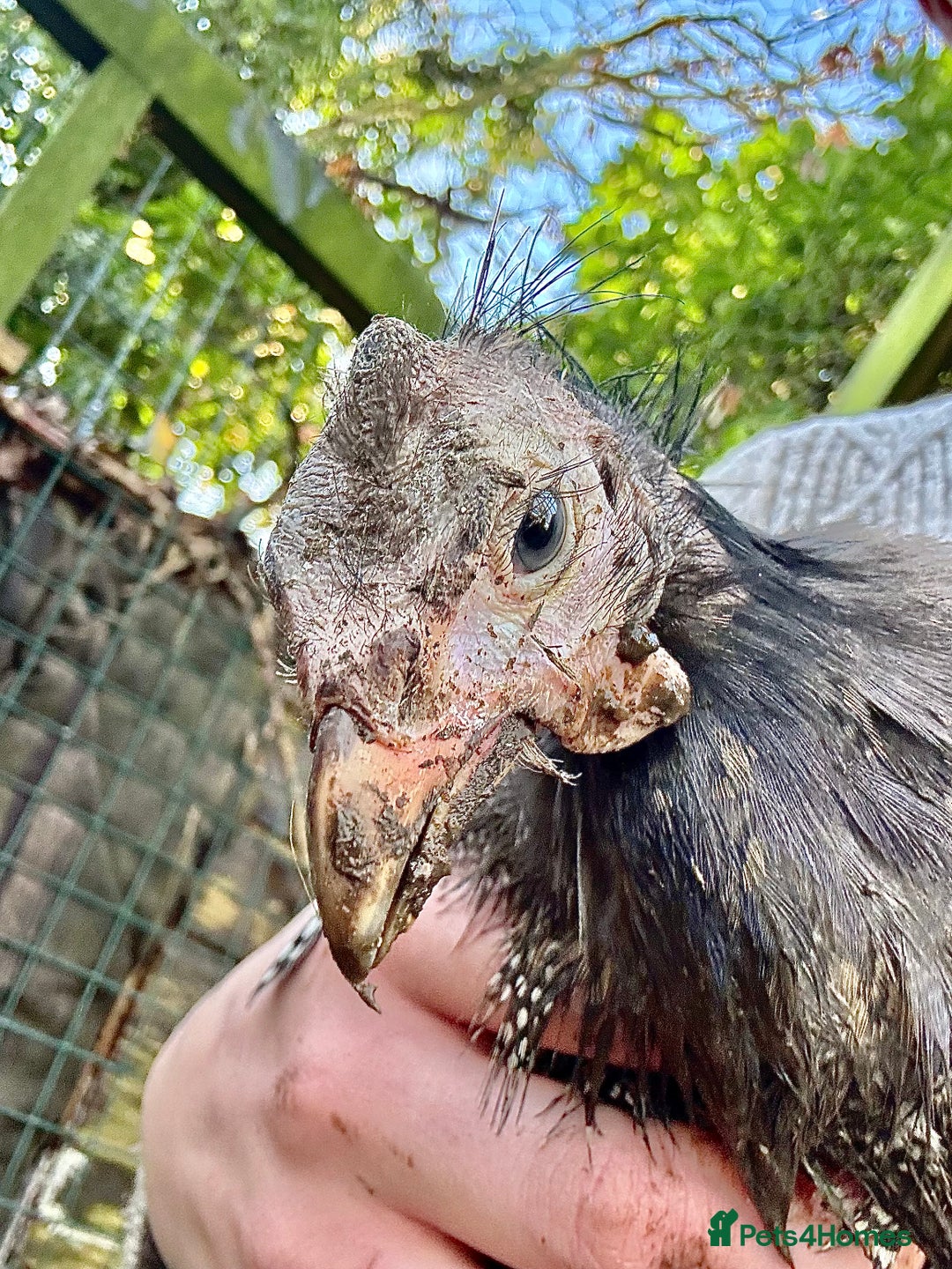 Guinea Fowl poultry for sale: 6 guinea fowl 13 weeks - Advert 2