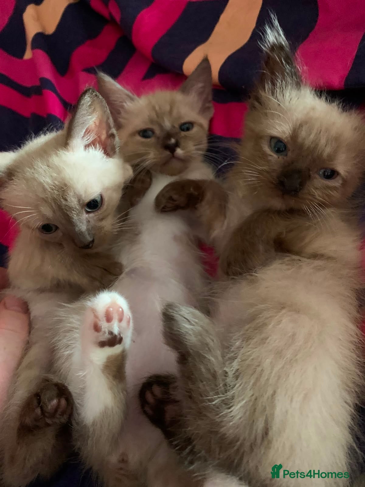 Ragdoll cats Ragdoll kittens 4 girls  - Advert 1