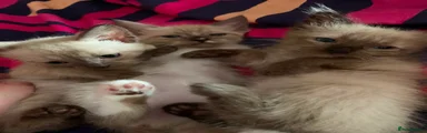 Ragdoll 4