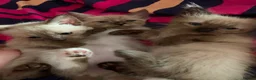 Ragdoll cats for sale: Ragdoll kittens 4 girls  - Advert 1