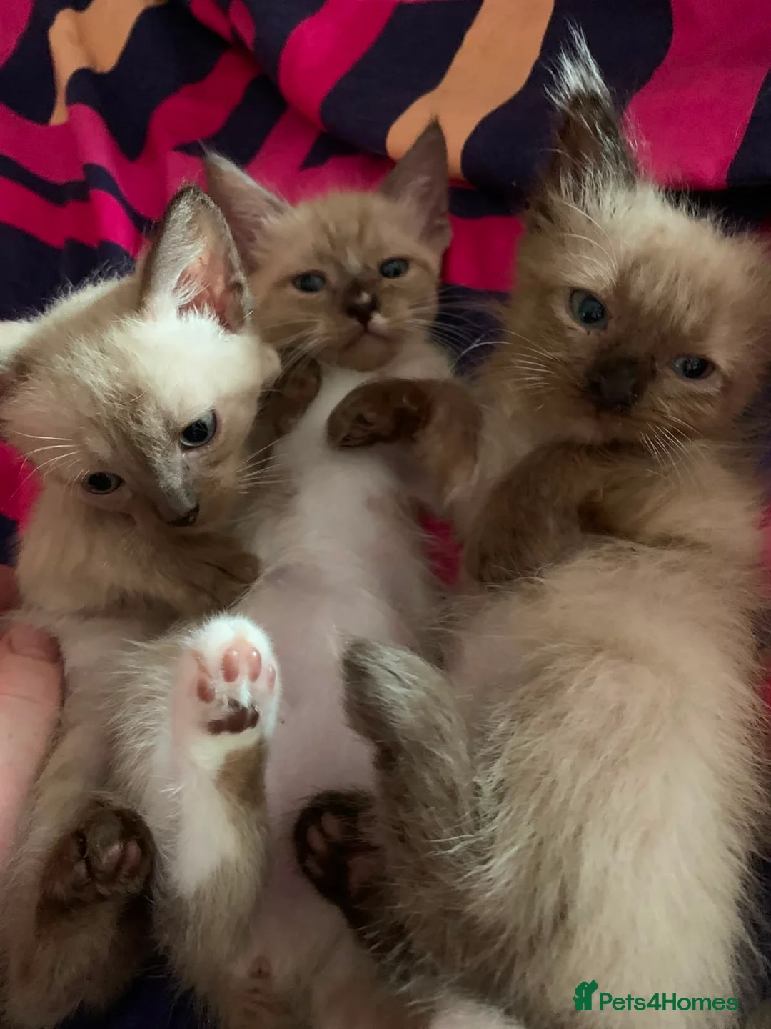 Ragdoll cats for sale: Ragdoll kittens 4 girls  - Advert 1