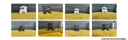 Mixed Breed dogs for sale: 1/9 F2 Weimador / Labmaraner  - Advert 9