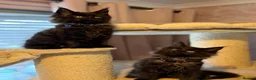 Maine Coon cats for sale: Tica registered black smoked male Maine coon - Advert 26