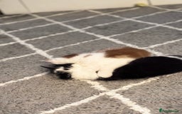Domestic Shorthair cats for sale: Beautiful and adorable kittens for sale☺️ - Image 27