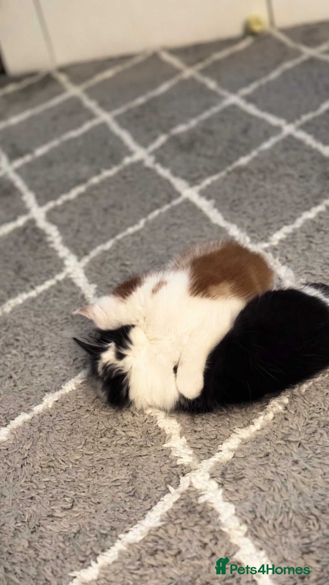 Domestic Shorthair cats for sale: Beautiful and adorable kittens for sale☺️ - Image 27