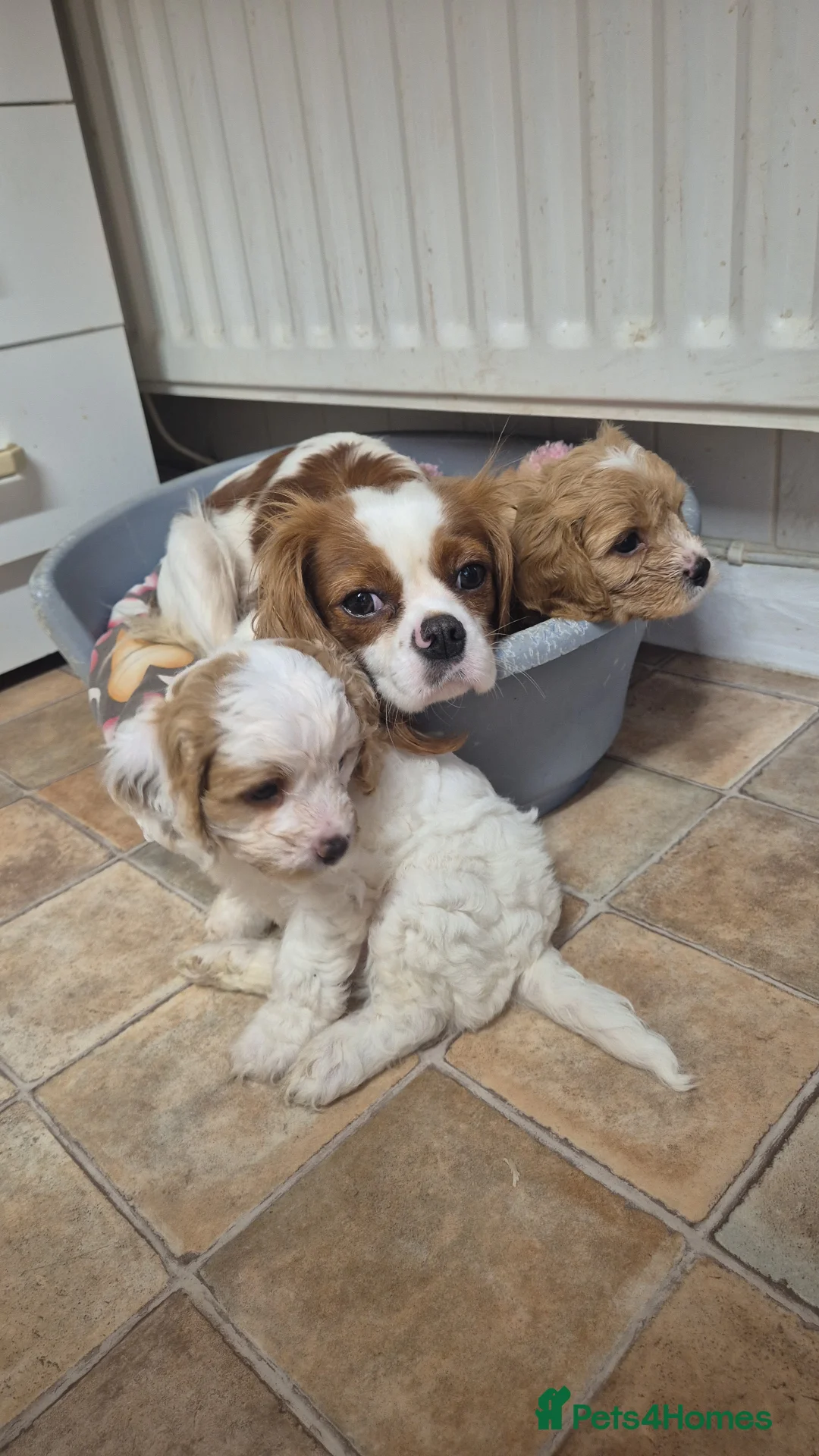 Cavapoo dogs for sale: Stunning Toy Cavapoo pups DNA Health tested CLEAR - Advert 4