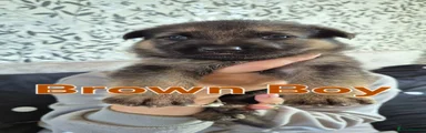 German Shepherd 3