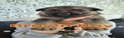 German Shepherd dogs for sale: Beautiful German Shepherd Puppies - Advert 4