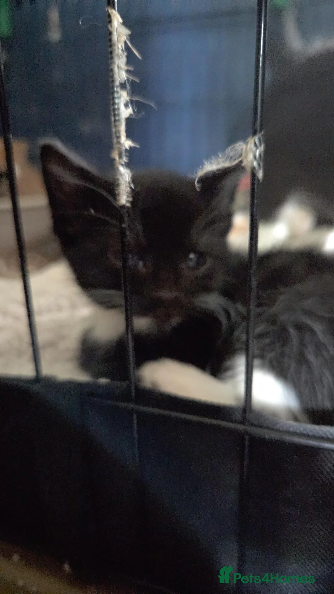 Mixed Breed cats for sale: Bengal maincoon mix - Advert 6