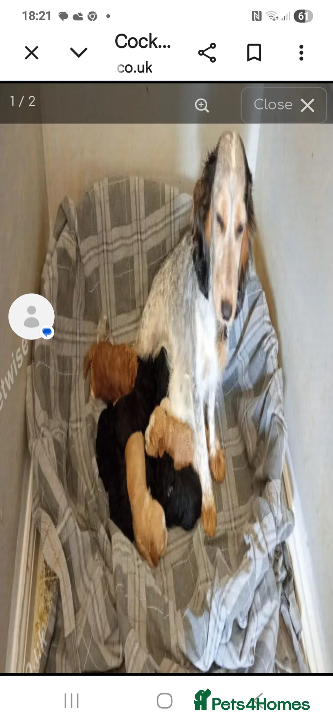 Cockapoo dogs for sale: Cockapoo puppy  in Tamworth - Advert 5