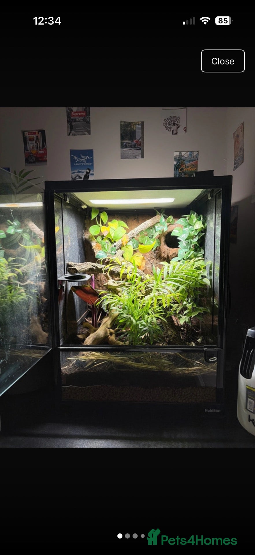 Gecko reptiles 45x45x60 custom terrarium  - Advert 2