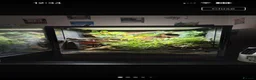 Gecko reptiles for sale: 45x45x60 custom terrarium  - Advert 1