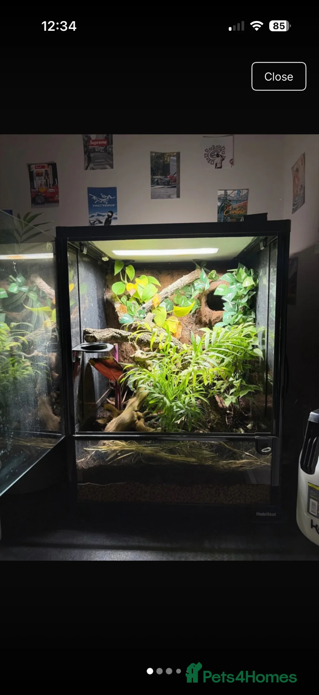 Gecko reptiles for sale: 45x45x60 custom terrarium  - Advert 1
