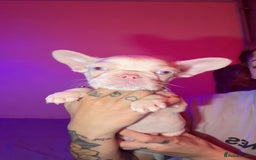 French Bulldog dogs for sale: French bulldog puppies  - Advert 4