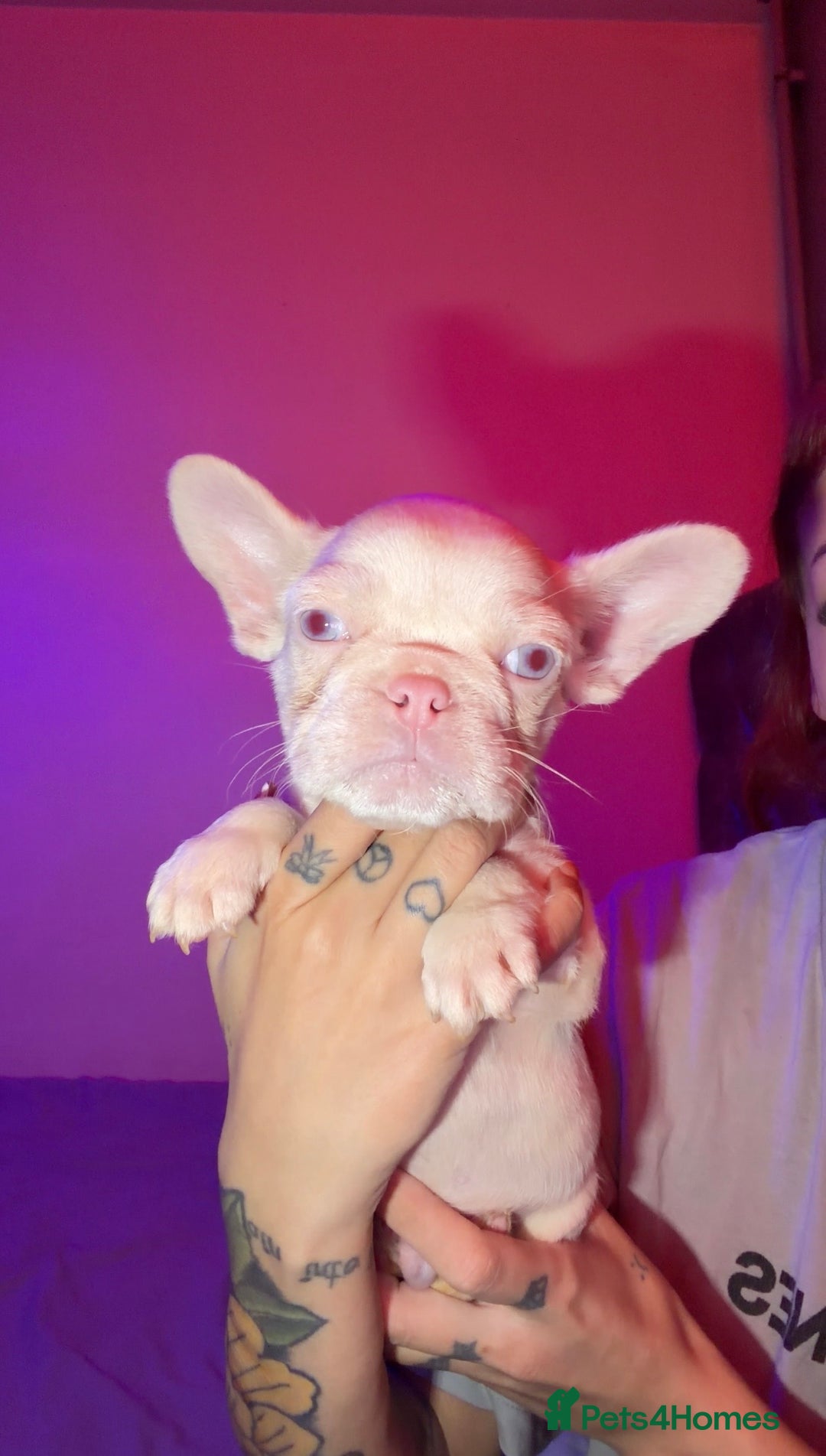 French Bulldog dogs for sale: French bulldog puppies  - Advert 4