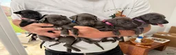 Italian Greyhound dogs for sale: All now taken 🫶 5 Beautiful Iggy Pups - Advert 3