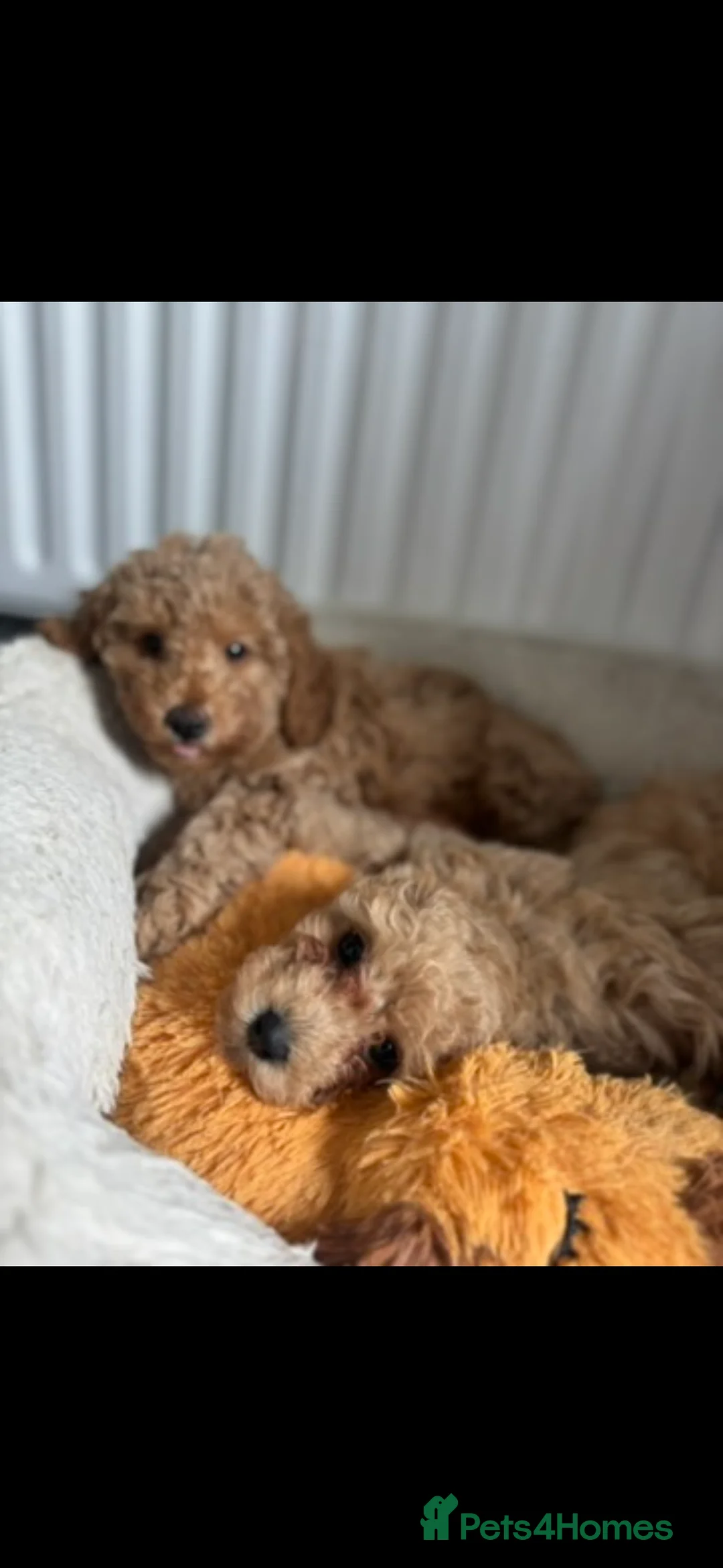 Mixed Breed dogs for sale: Miniature puppies due 23 March - Advert 5