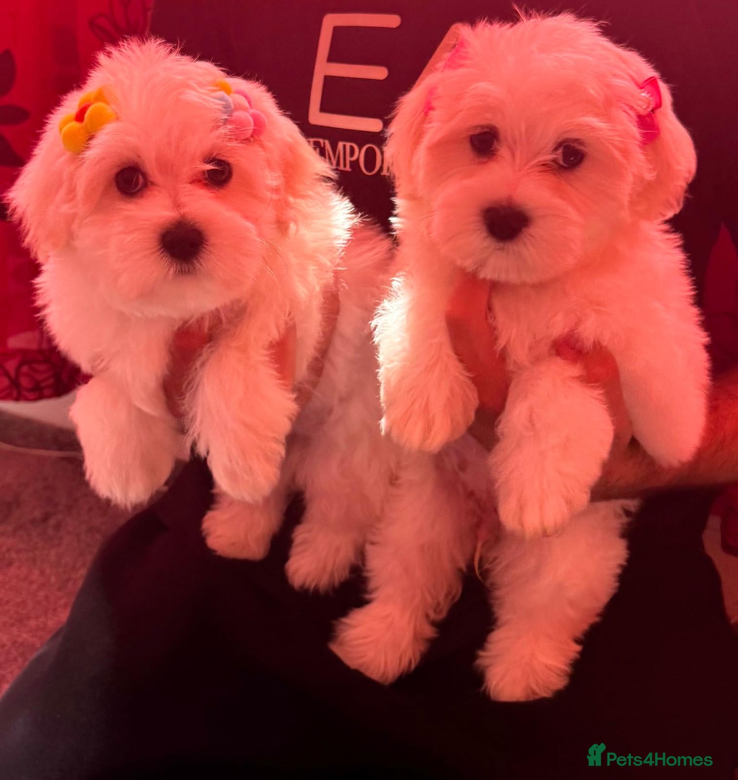 Maltipoo dogs STUNNING MALTIPOO GIRLS READY TO LEAVE NOW!  - Advert 2
