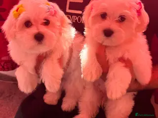 Maltipoo dogs STUNNING MALTIPOO GIRLS READY TO LEAVE NOW! - Advert 2