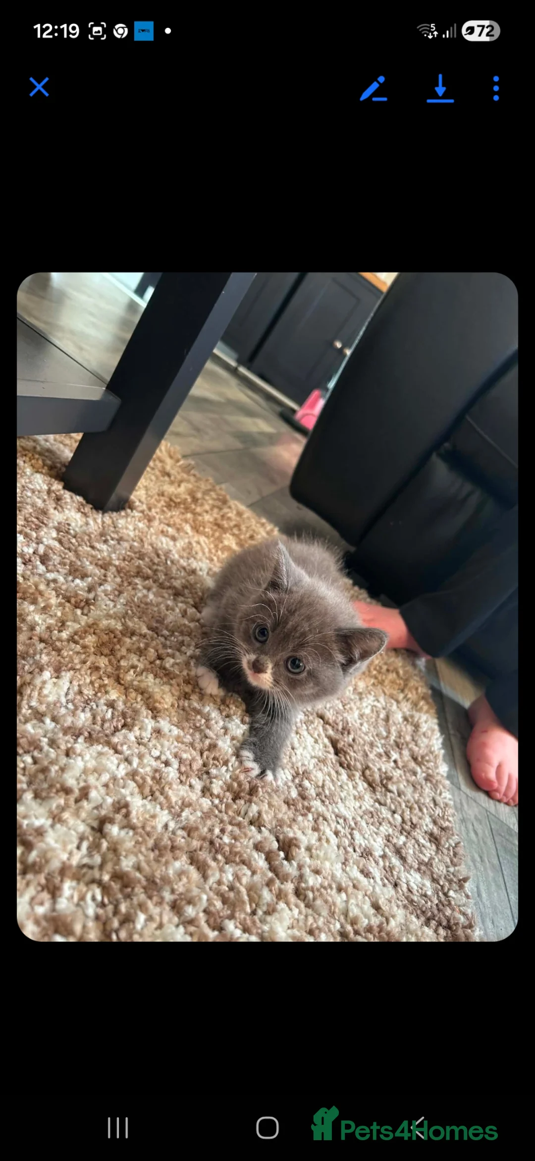 British Shorthair cats for sale: British shorthair kittens in Alfreton - Advert 2