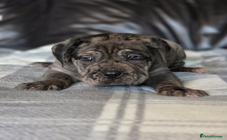 Cane Corso dogs - Advert 1