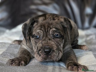 Cane Corso dogs - Advert 2