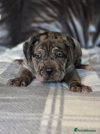 Cane Corso dogs - Advert 1