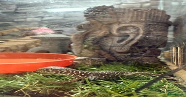 Mixed Breed reptiles - Advert 14
