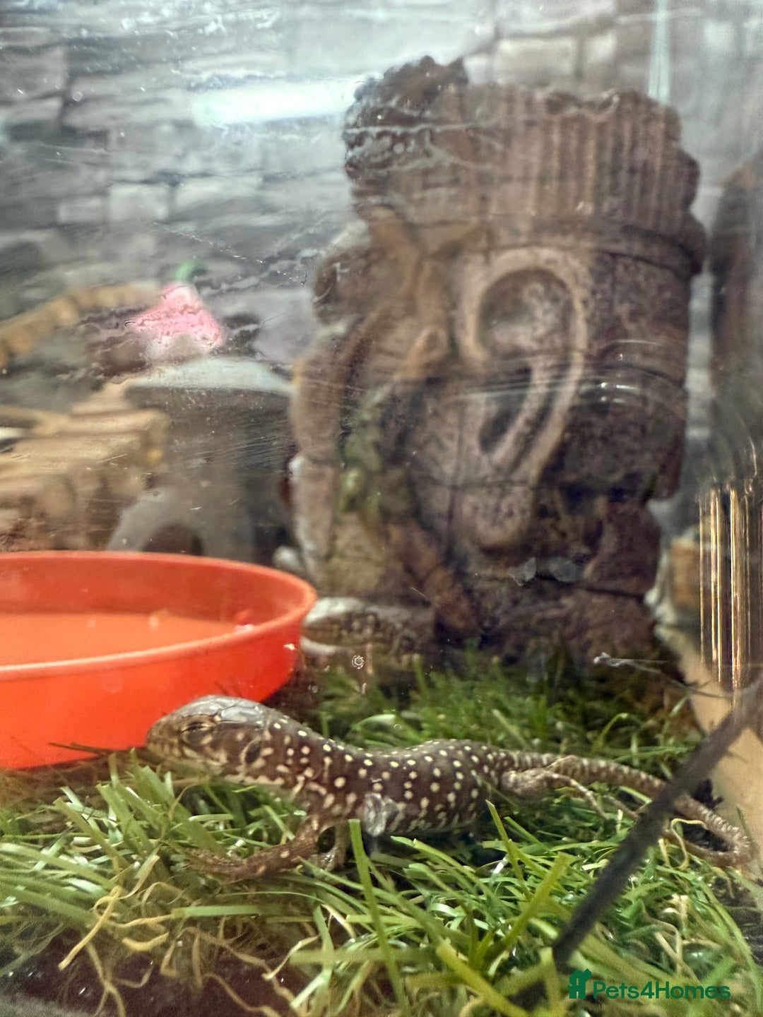 Mixed Breed reptiles for sale: Baby Jewelled lacertas! - Image 2