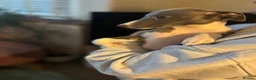Whippet dogs for sale: KC registered Whippets health tested parents - Advert 13