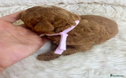 Cavapoo dogs for sale: Top Quality extensively tested F1b Toy cavapoo’s  - Image 16