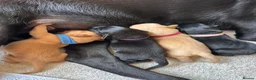 Labrador Retriever dogs for sale: Stunning KC registered Red & Black puppies - Advert 24