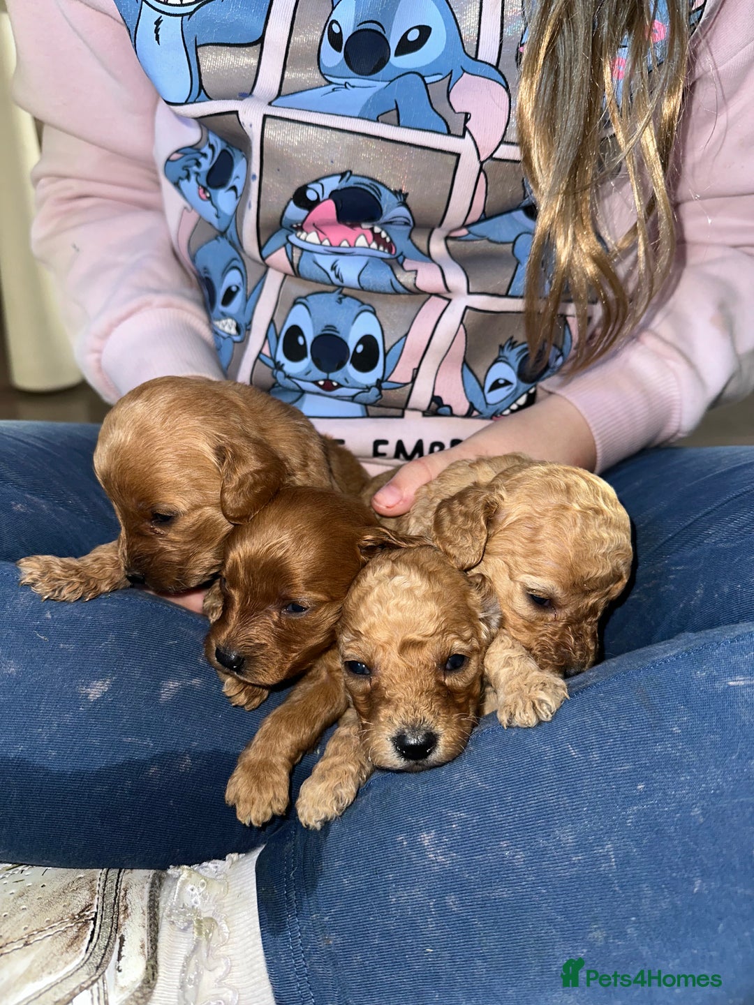 Goldendoodle dogs for sale: Miniature Goldendoodles - Ready Mid December  - Advert 29