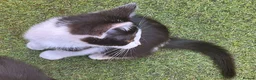 Mixed Breed cats for sale: Kittens for Sale. Ready Now for Loving Homes - Advert 4