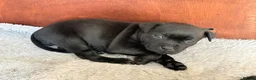 Staffordshire Bull Terrier dogs for sale: Staffordshire bull terrier puppy’s  - Advert 12