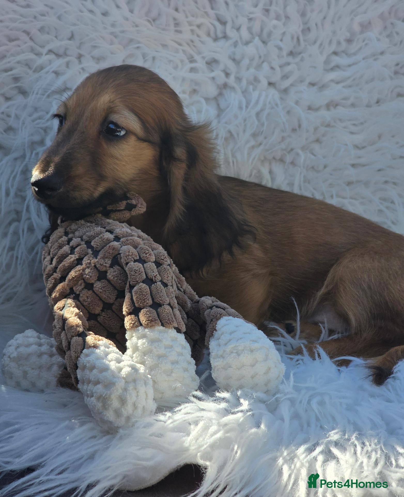 Miniature Dachshund dogs STUNNING KC SHADED RED LONG HAIR - Advert 2