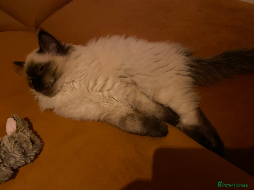 Ragdoll cats for sale: Female ragdoll  - Advert 3