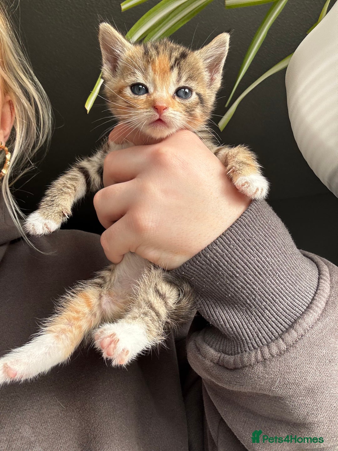 Mixed Breed cats for sale: Beautiful cross mixed breed bengal/tabby kittens  - Image 13
