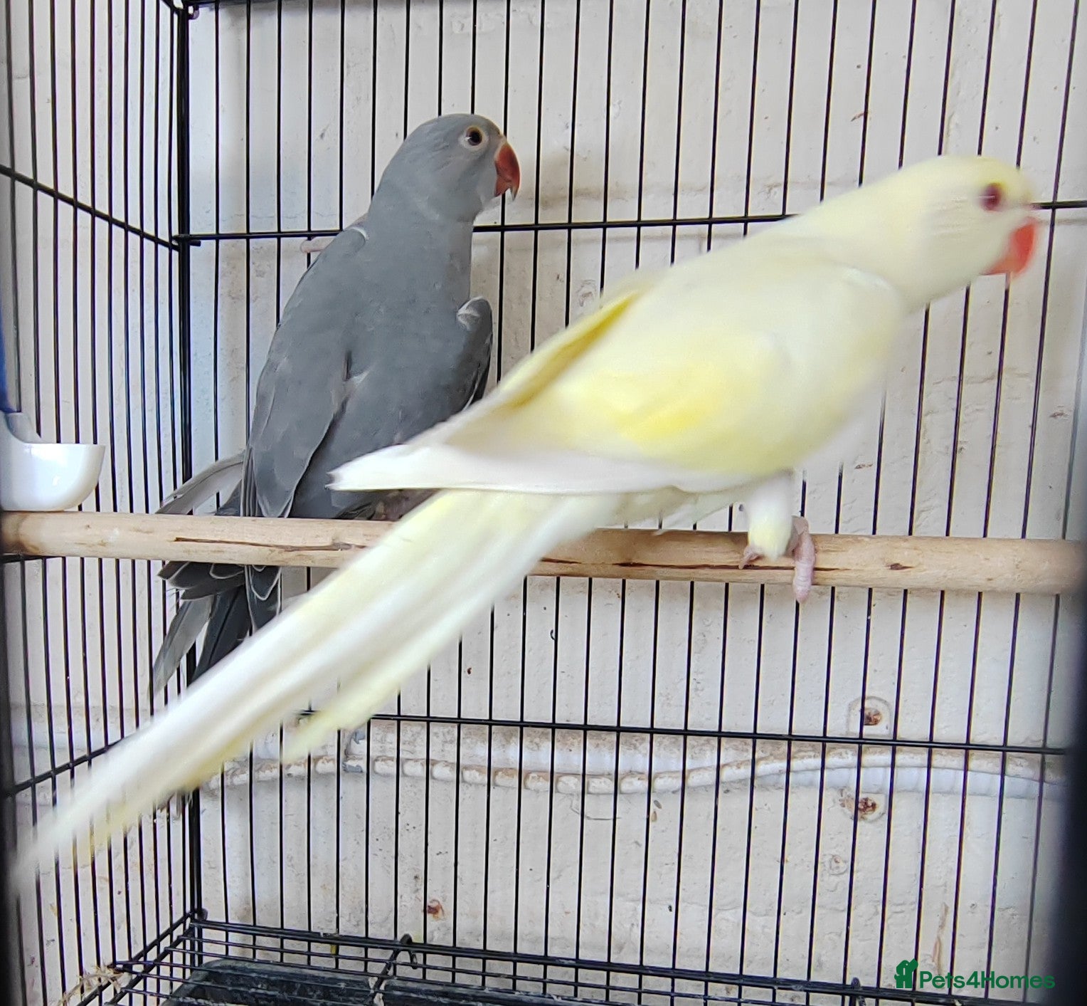 Ringnecks birds for sale: Beautiful Indian Ringneck babies available  - Advert 4