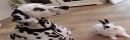 Dalmatian dogs for sale: Dalmatian puppies for sale - Advert 15