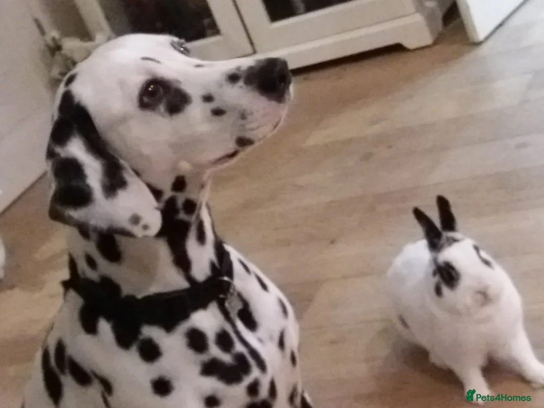 Dalmatian dogs for sale: Dalmatian puppies for sale - Advert 15