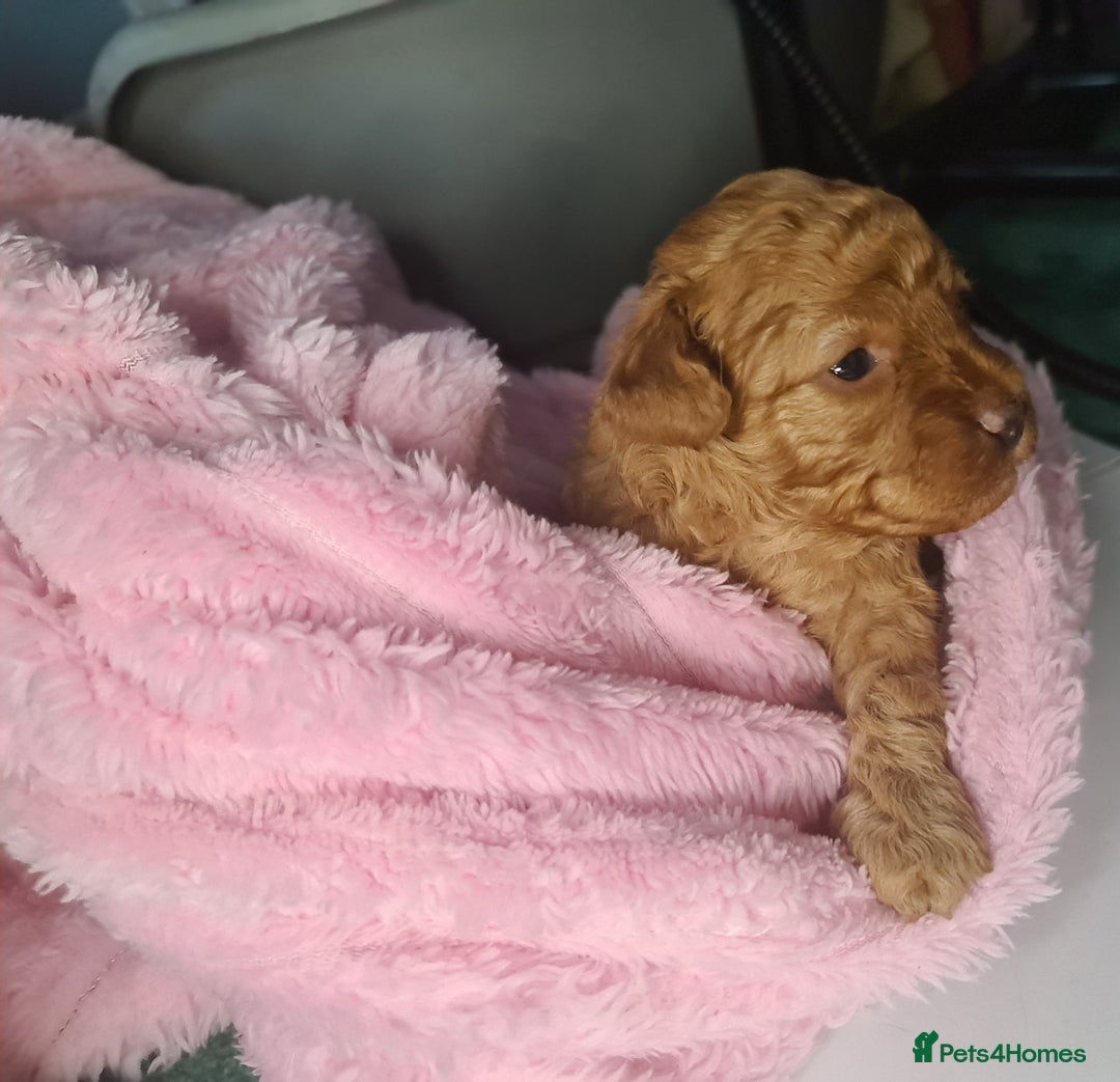 Toy Poodle dogs for sale: Mini TOY POODLES Last one boy available - Advert 31