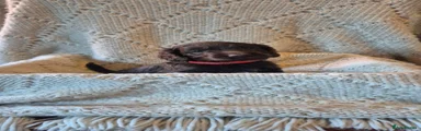 Cockapoo 1