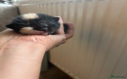 Mixed Breed cats for sale: 6 beautiful kittens ready now (4 left) - Image 5