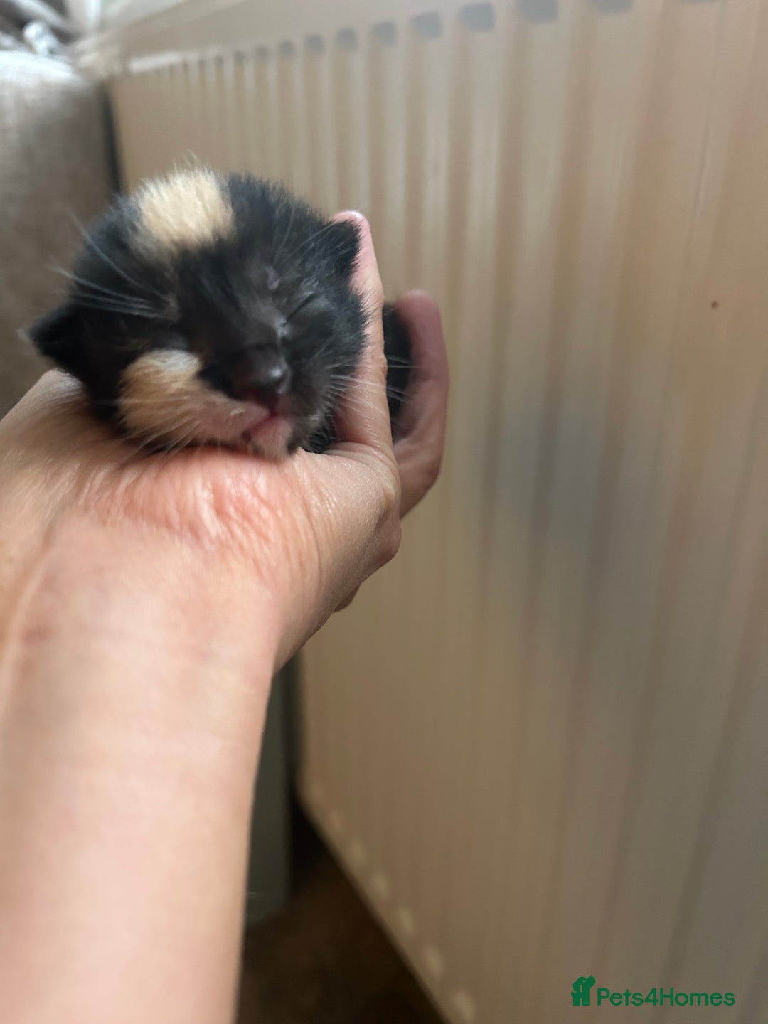 Mixed Breed cats for sale: 6 beautiful kittens ready now (4 left) - Image 5