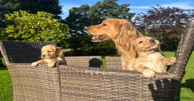 Cocker Spaniel dogs - Advert 8