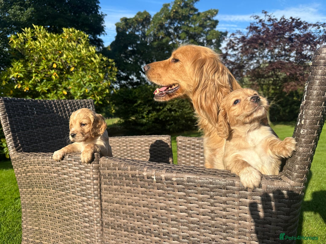 Cocker Spaniel dogs for sale: KC reg, Golden cocker spaniel pups - Image 2