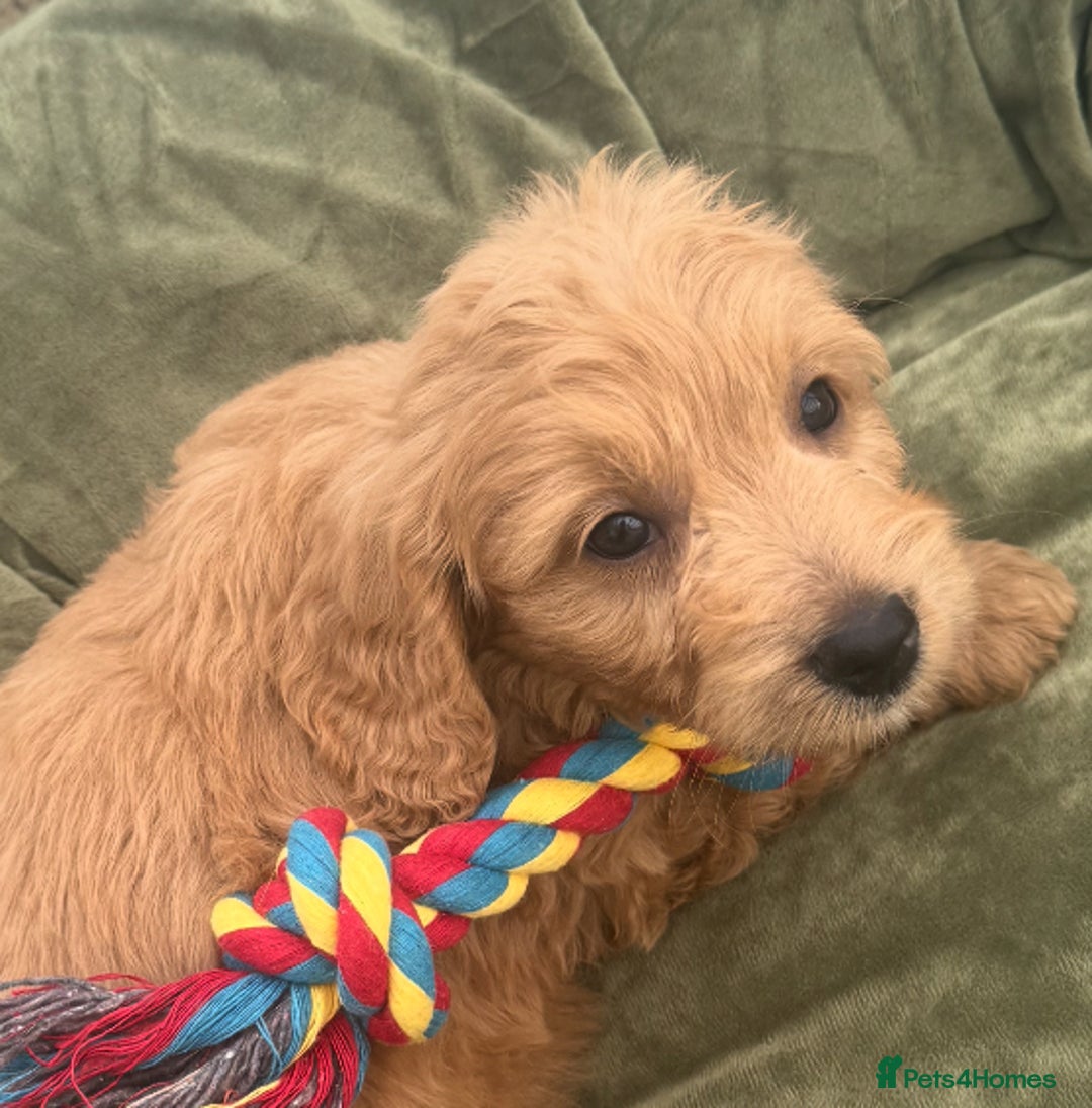 Goldendoodle dogs for sale: Healthy waggy happy puppies  - Image 15