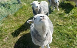 Sheep livestock for sale: Beautiful Herdwick Sheep - Lambs and Shearlings - Image 7